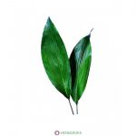 Аспидистра: нежный и многоликий чугунный цветок