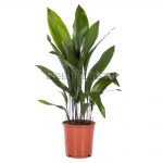 Аспидистра: нежный и многоликий чугунный цветок