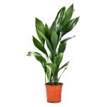 Аспидистра: нежный и многоликий чугунный цветок