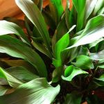 Аспидистра: нежный и многоликий чугунный цветок