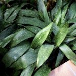 Аспидистра: нежный и многоликий чугунный цветок