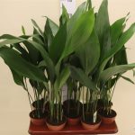 Аспидистра: нежный и многоликий чугунный цветок