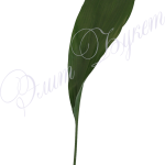 Аспидистра: нежный и многоликий чугунный цветок