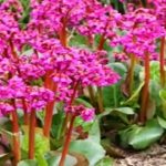 Бадан толстолистный: красивое и целебное растение на вашем участке