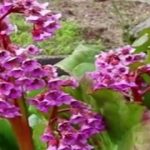 Бадан толстолистный: красивое и целебное растение на вашем участке