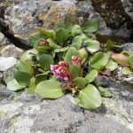 Бадан толстолистный: красивое и целебное растение на вашем участке