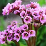 Бадан толстолистный: красивое и целебное растение на вашем участке