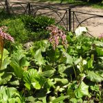 Бадан толстолистный: красивое и целебное растение на вашем участке