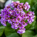 Бадан толстолистный: красивое и целебное растение на вашем участке