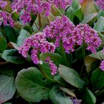 Бадан толстолистный: красивое и целебное растение на вашем участке