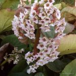 Бадан толстолистный: красивое и целебное растение на вашем участке