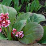 Бадан толстолистный: красивое и целебное растение на вашем участке