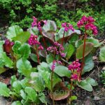 Бадан толстолистный: красивое и целебное растение на вашем участке