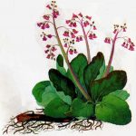 Бадан толстолистный: красивое и целебное растение на вашем участке