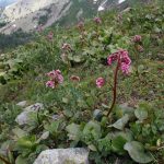 Бадан толстолистный: красивое и целебное растение на вашем участке