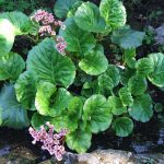 Бадан толстолистный: красивое и целебное растение на вашем участке