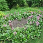 Бадан толстолистный: красивое и целебное растение на вашем участке