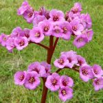 Бадан толстолистный: красивое и целебное растение на вашем участке