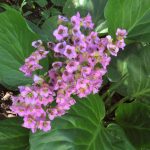 Бадан толстолистный: красивое и целебное растение на вашем участке