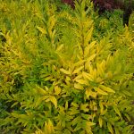 Бирючина: описание видов и правила агротехники