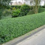 Бирючина: описание видов и правила агротехники