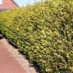 Бирючина: описание видов и правила агротехники