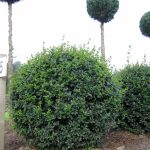 Бирючина: описание видов и правила агротехники