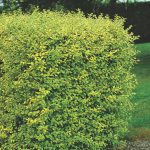 Бирючина: описание видов и правила агротехники