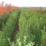 Бирючина: описание видов и правила агротехники