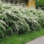 Бирючина: описание видов и правила агротехники