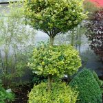 Бирючина: описание видов и правила агротехники