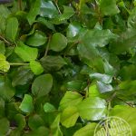 Бирючина: описание видов и правила агротехники