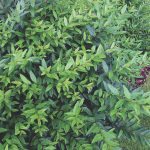 Бирючина: описание видов и правила агротехники