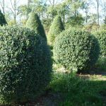 Бирючина: описание видов и правила агротехники