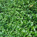 Бирючина: описание видов и правила агротехники