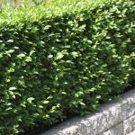 Бирючина: описание видов и правила агротехники