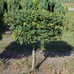 Бирючина: описание видов и правила агротехники