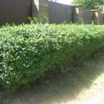 Бирючина: описание видов и правила агротехники