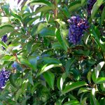 Бирючина: описание видов и правила агротехники