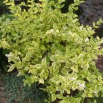 Бирючина: описание видов и правила агротехники