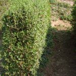 Бирючина: описание видов и правила агротехники