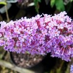 Буддлея: посадка, выращивание и уход