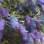 Буддлея: посадка, выращивание и уход