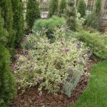 Буддлея: посадка, выращивание и уход