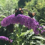 Буддлея: посадка, выращивание и уход