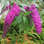 Буддлея: посадка, выращивание и уход