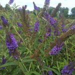 Буддлея: посадка, выращивание и уход