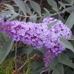 Буддлея: посадка, выращивание и уход