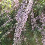 Буддлея: посадка, выращивание и уход