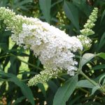 Буддлея: посадка, выращивание и уход